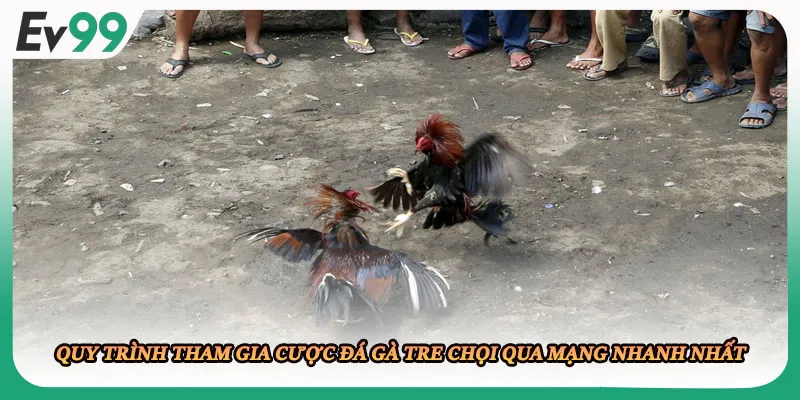 Quy trình tham gia cược đá gà tre chọi qua mạng nhanh nhất